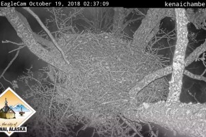 Гнездо Орлов, Кенай, Аляска - веб камера