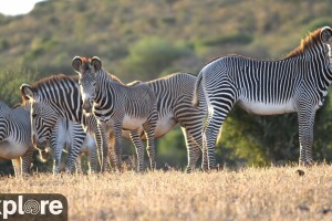 Животные на водопое, Лайкипия, Кения - веб камера