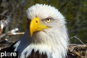 Гнездо белоголовых орланов, Декора, Айова - веб камера
