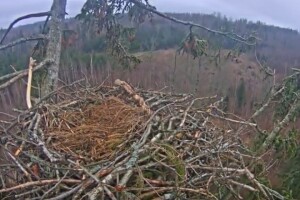 Гнездо орлана-белохвоста, Курземе, Латвия - веб камера