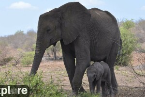 Парк слонов Тембе, Мапуталенд, ЮАР - веб камера