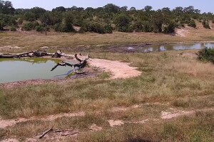 Саванна, заповедник Джума, ЮАР - веб камера