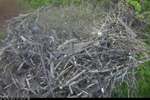 Гнездо скопы, Лисбург, Нью-Джерси - веб камера
