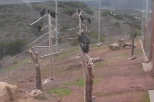 Калифорнийский кондор, Сан-Диего, Калифорния - веб камера