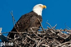 Гнездо белоголовых орланов, Санта-Круз, Санта-Барбара - веб камера