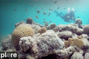 Вид под водой, Нидерландские Антильские острова - веб камера