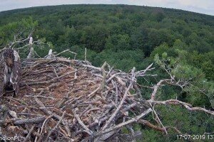 Гнездо скопы, Барлинецкий лес, Польша - веб камера