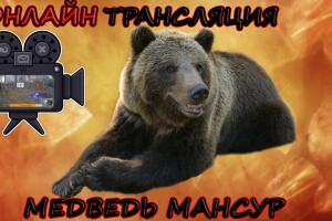 Медведь Мансур, Калуга - веб камера
